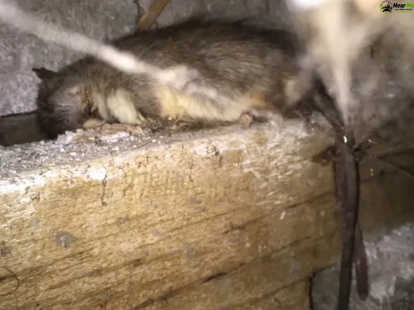 Dead Rat Removal Haigslea